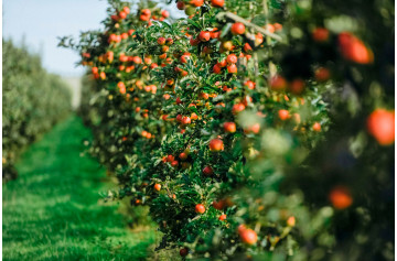 Quand tailler les arbres fruitiers ? Voici nos conseils